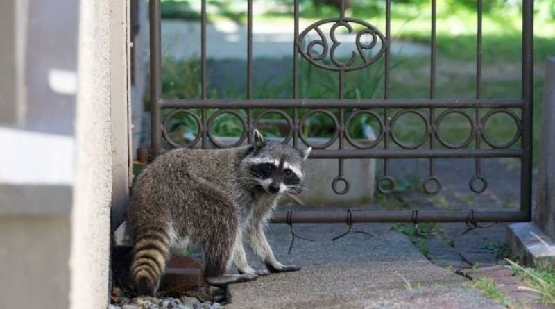 Keeping Raccoons Away from Your Naturally