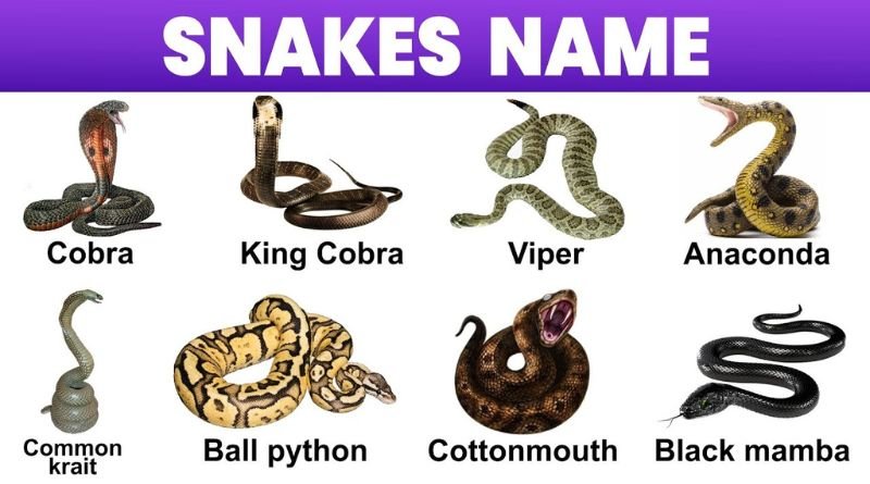 Snake Names