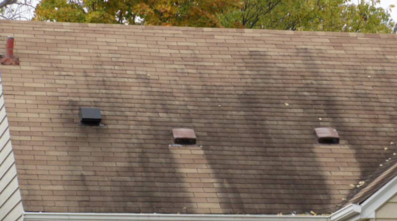 Why Are My Roof Shingles Turning Black
